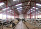 Hangars en acier légers de haute résistance de ferme pour la conception préfabriquée par bétail 9406000090